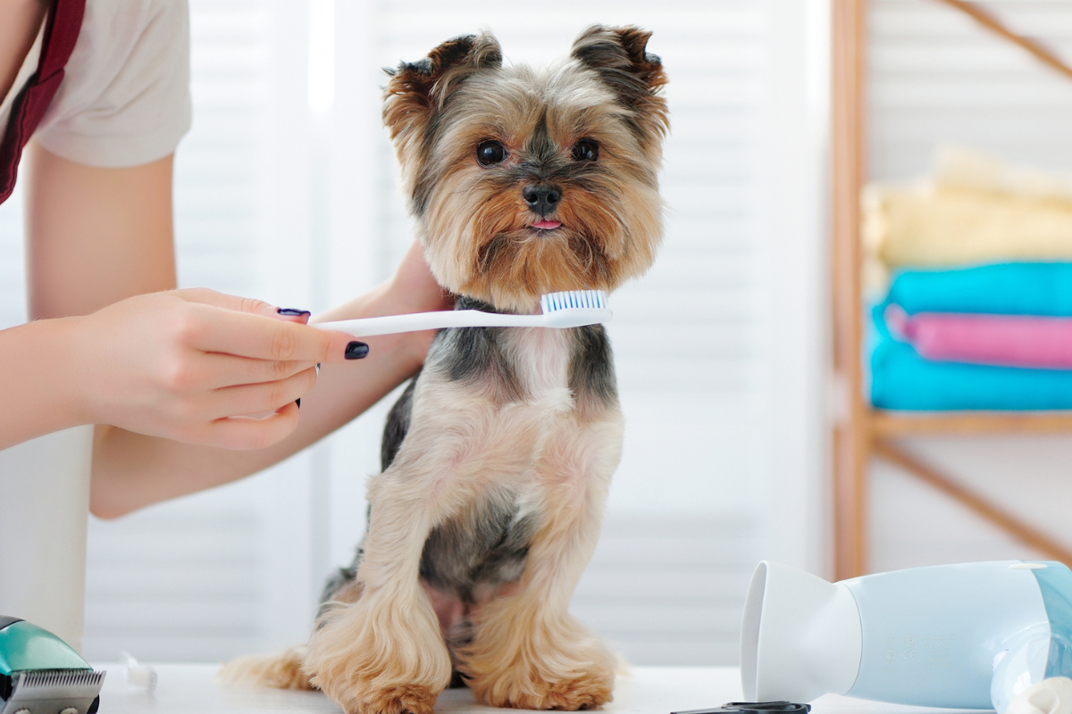 How to brush your dog's teeth - Best For Pet