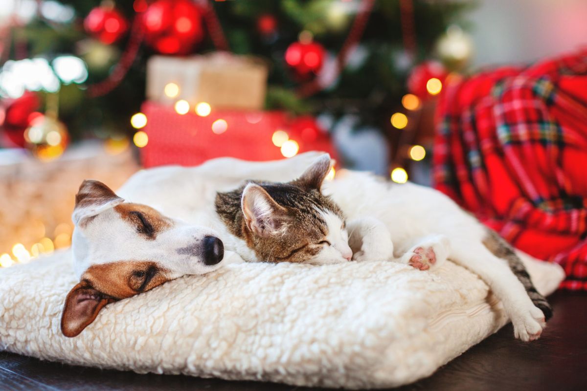 Dug and cat sleeping under the Christmas tree