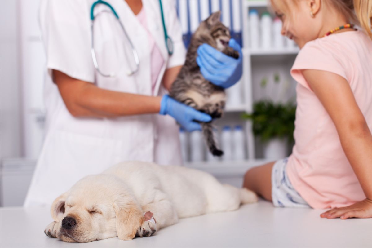 Puppy and kitten's first vet visit
