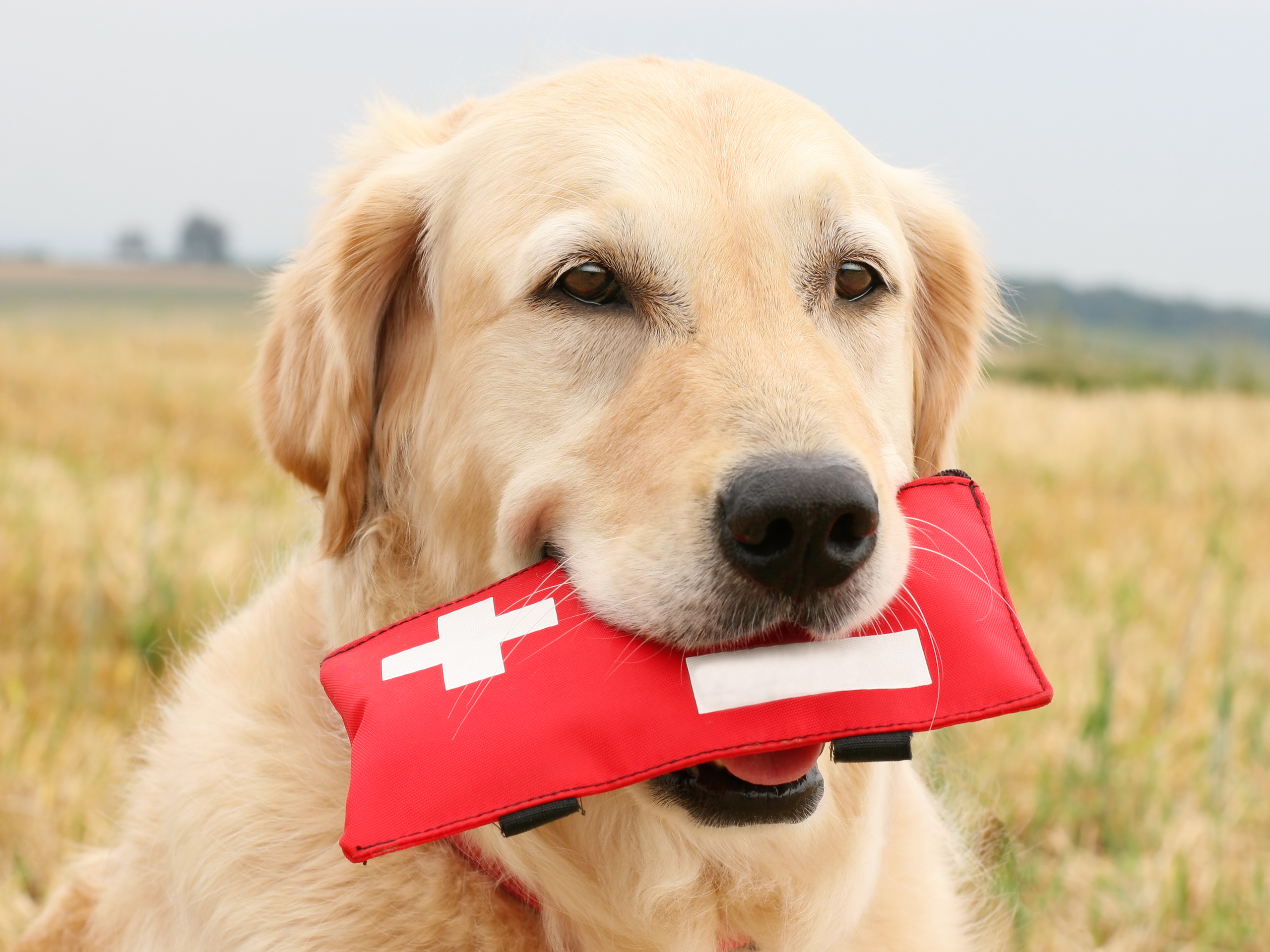 Dog carrying a first aid kit in their mouth