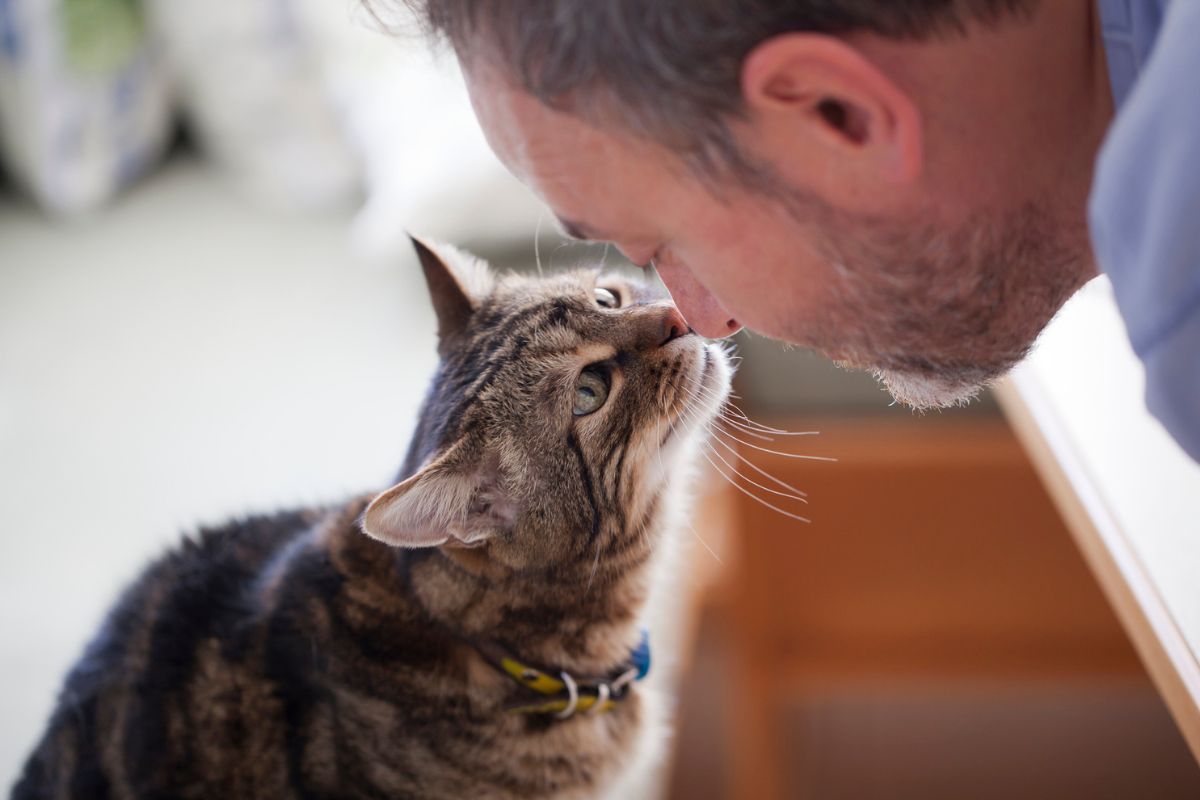 Cat rubbing noses with man