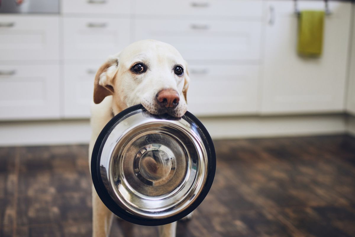 Dog carrying bowl in mouth