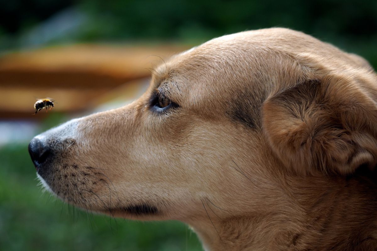 Dog and bee