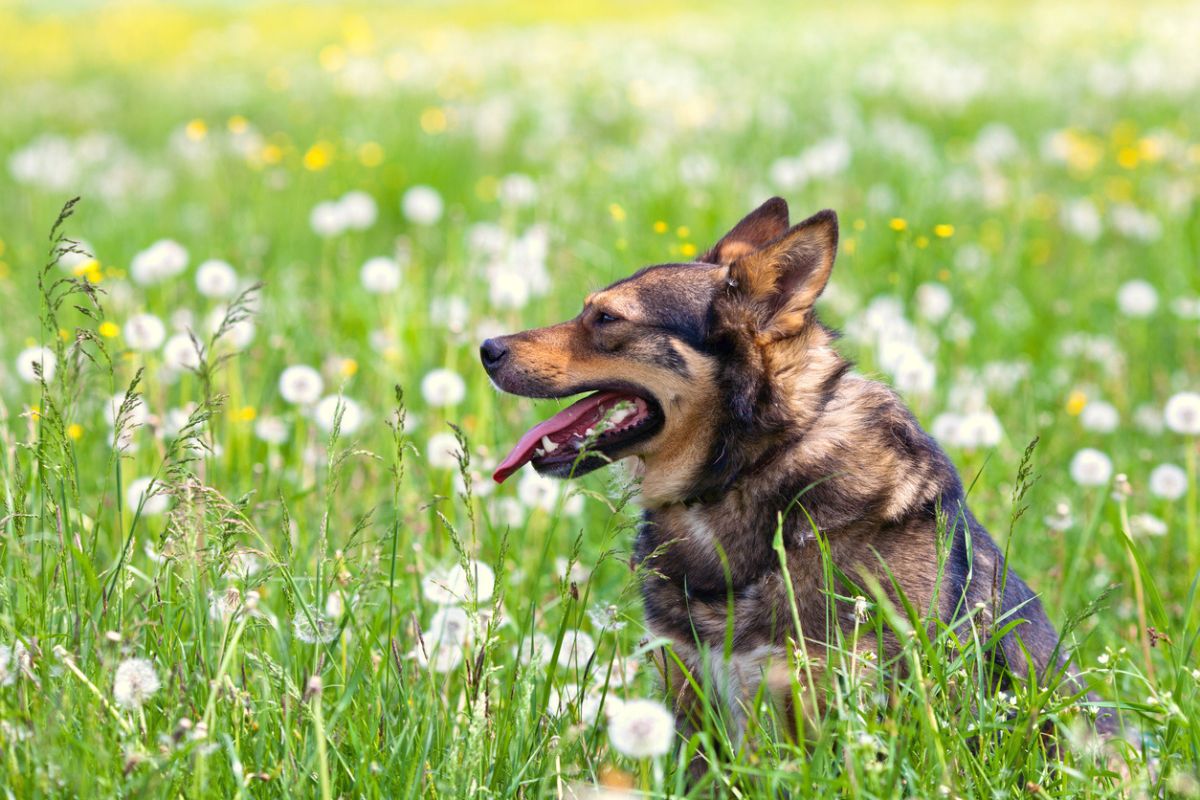 Dog in long grass