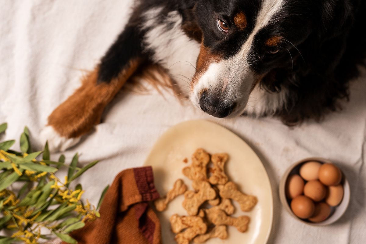 Peanut butter dog biscuits