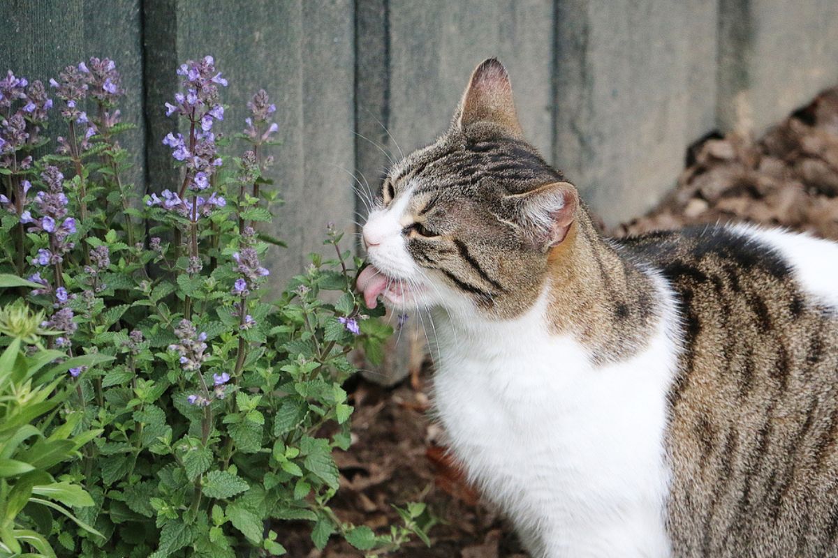 Cat eating catnip