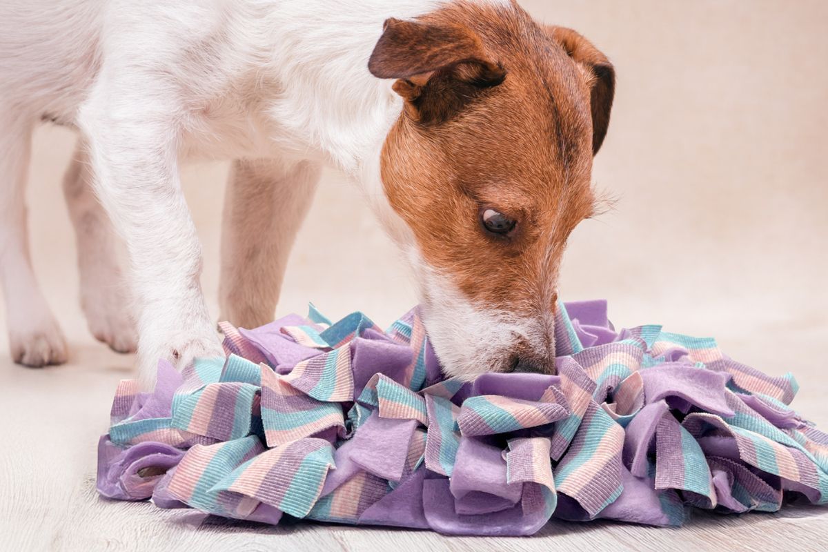 Dog sniffing a snuffle mat