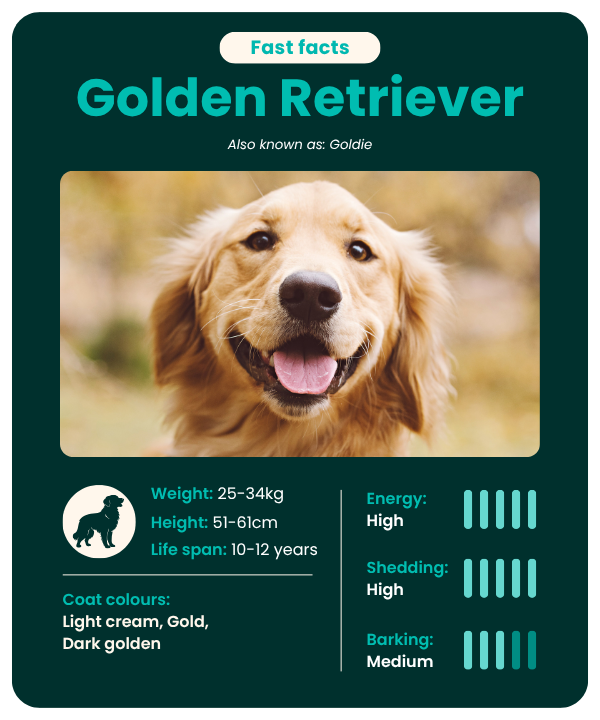 Golden Retriever fast facts
