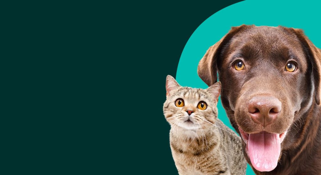 Find a Vet Near You | Best for Pet Veterinary Clinics - New Zealand