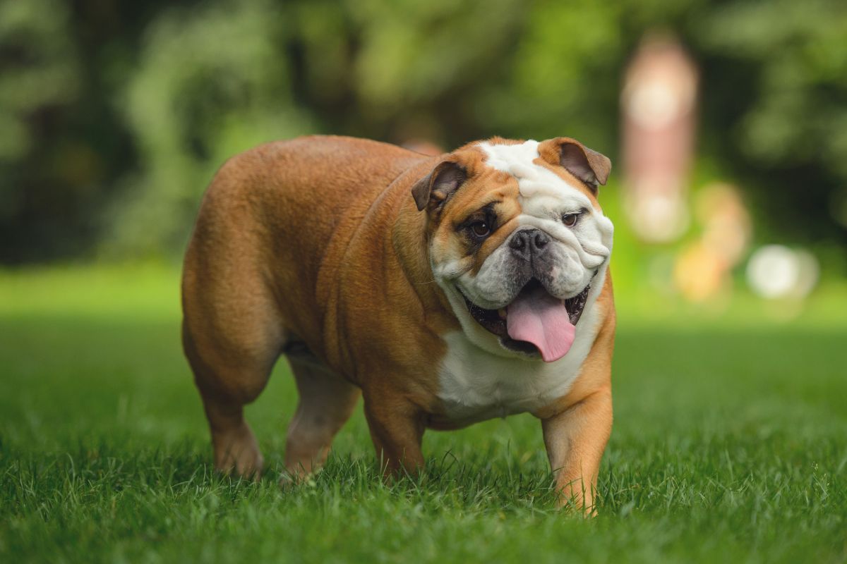 English Bulldog