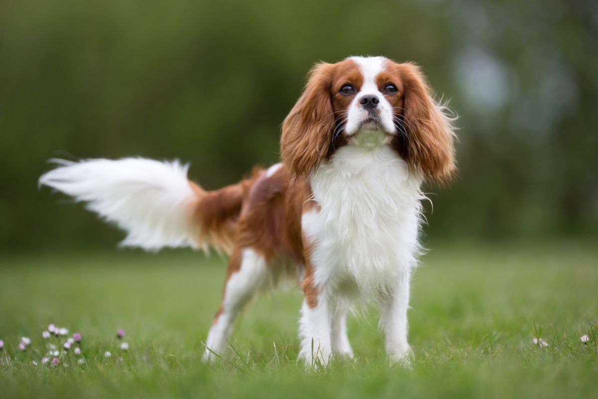 Cavalier Cavalier King Charles Spaniel