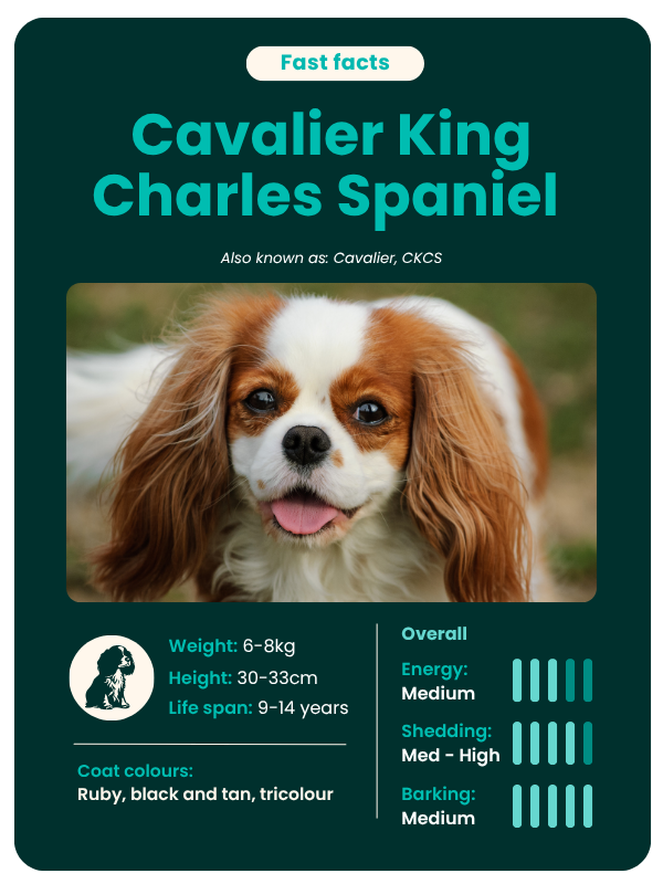 Cavalier_fast_facts Cavalier breed guide - fast facts