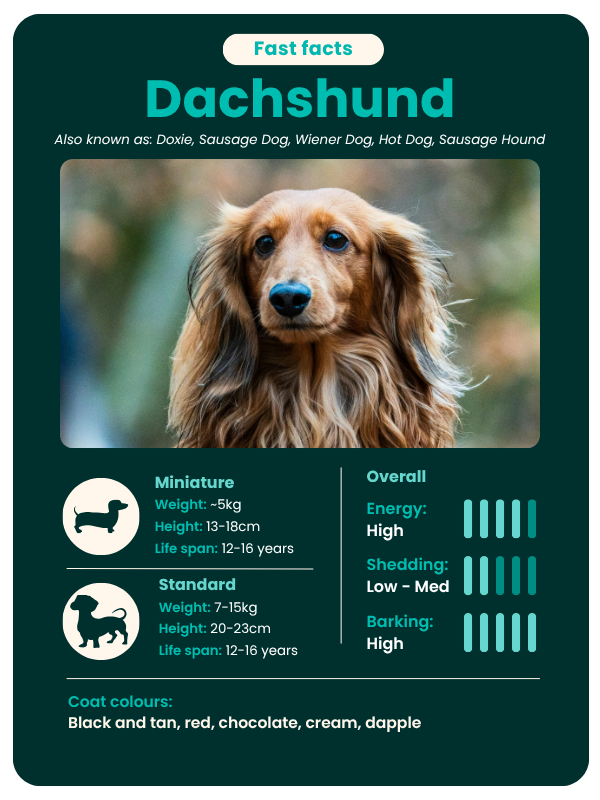 Dachshund breed guide - fast facts