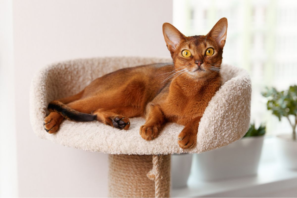 Abyssinian cat