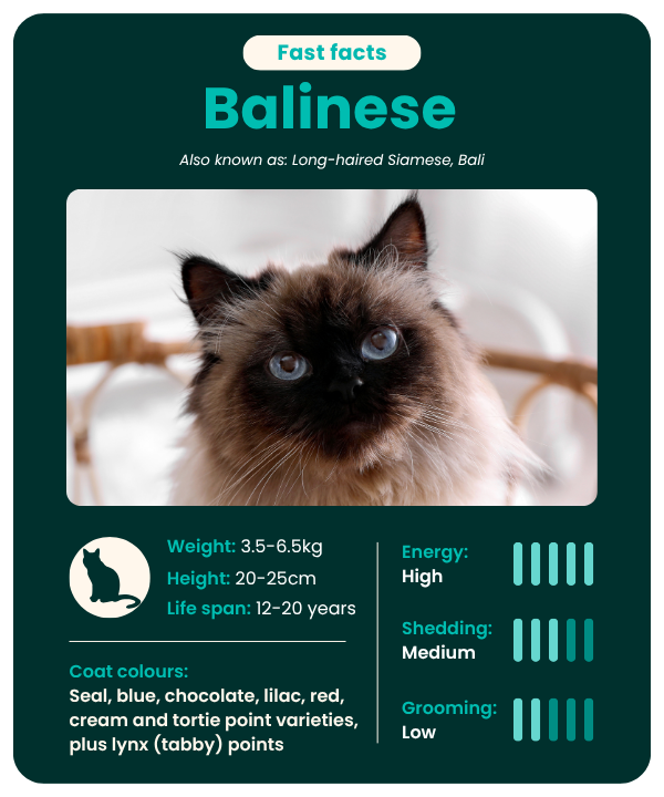 Balinese cat fast facts