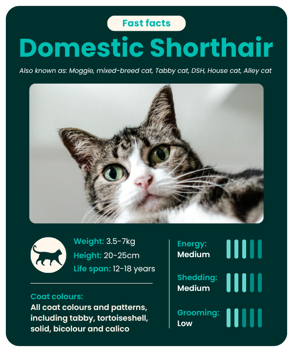 Domestic-shorthair-fast-facts Domestic Shorthair cat breed fast facts