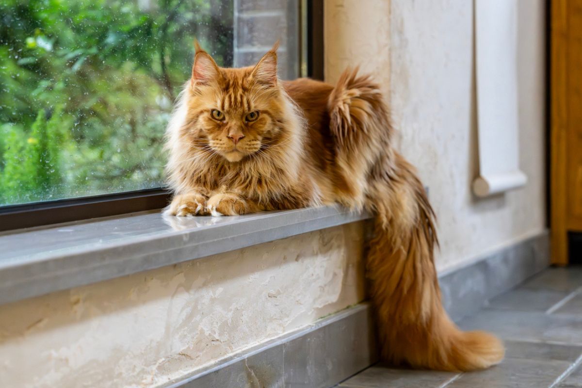 Maine Coon cat sitting on windowsill