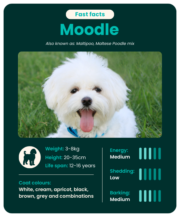 Moodle-fast-facts Moodle breed fast facts