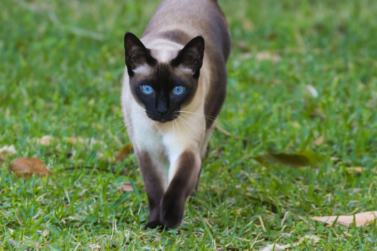 Tonkinese cat