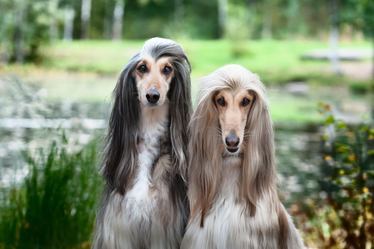 Afghan Hound dog