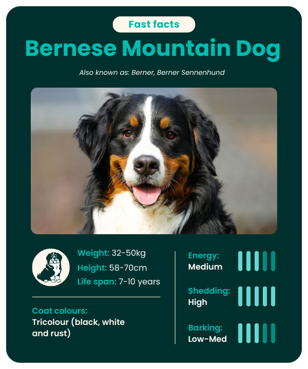 Bernese Mountain Dog breed fast facts