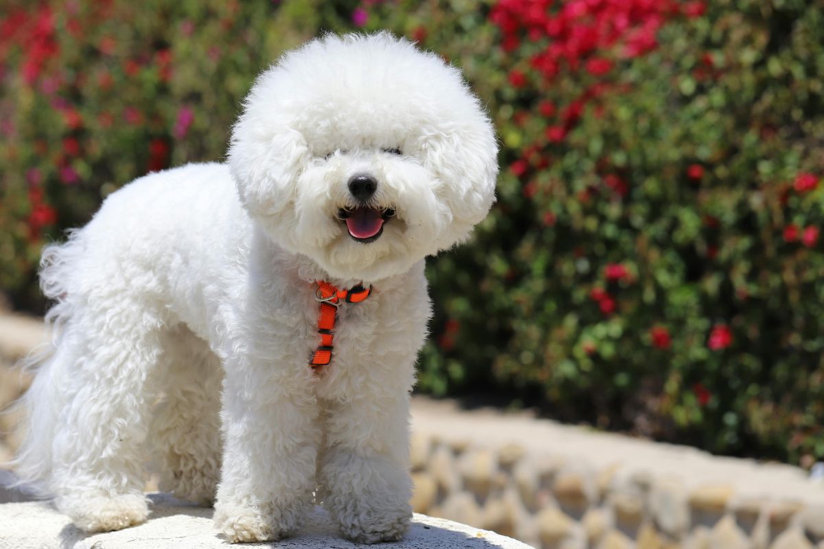 Bichon Frise