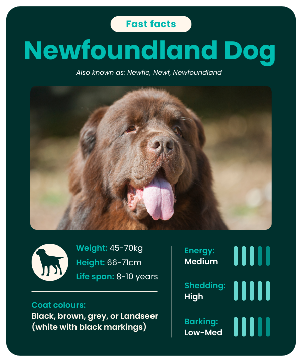Newfoundland Dog breed fast facts