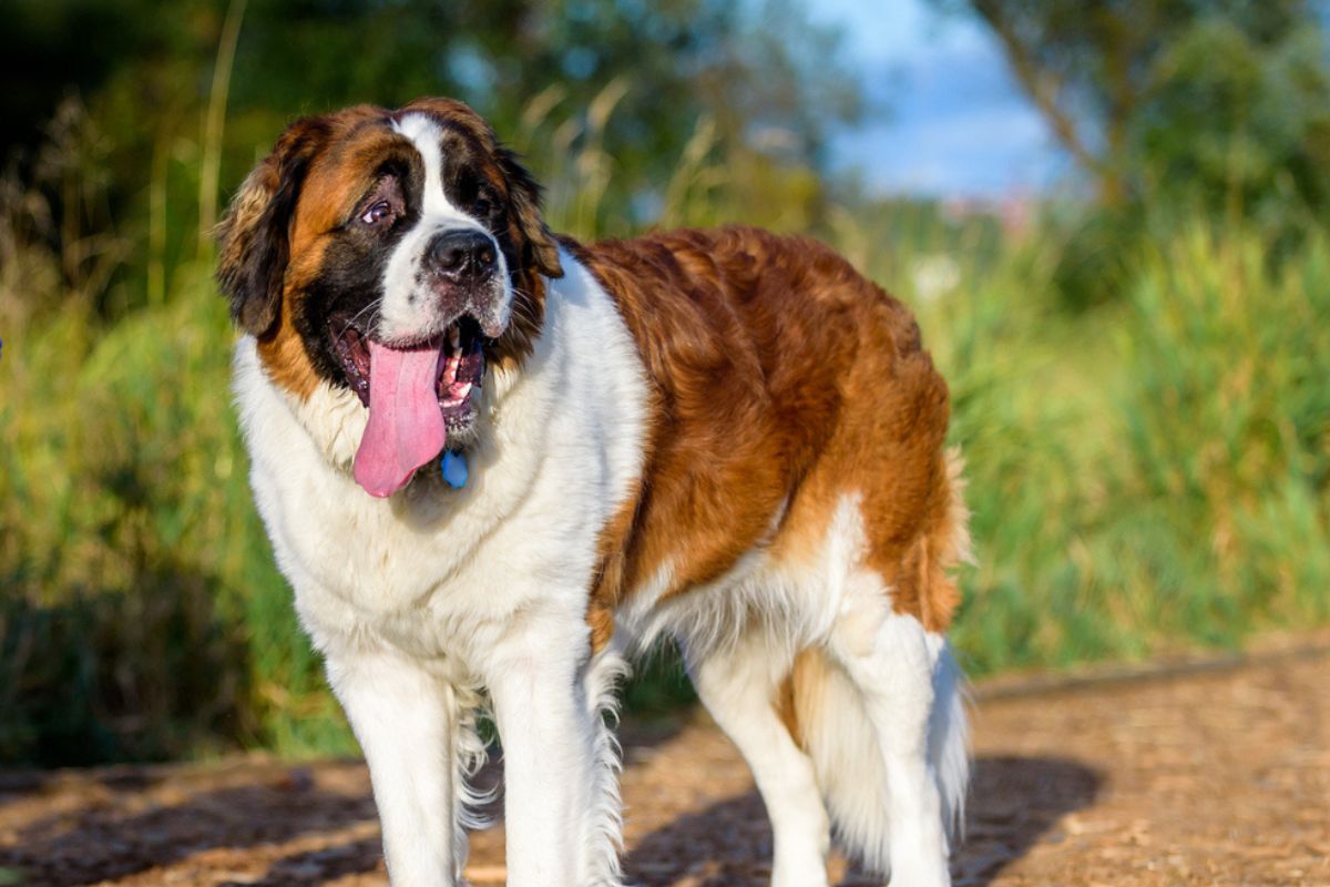 Saint Bernard dog