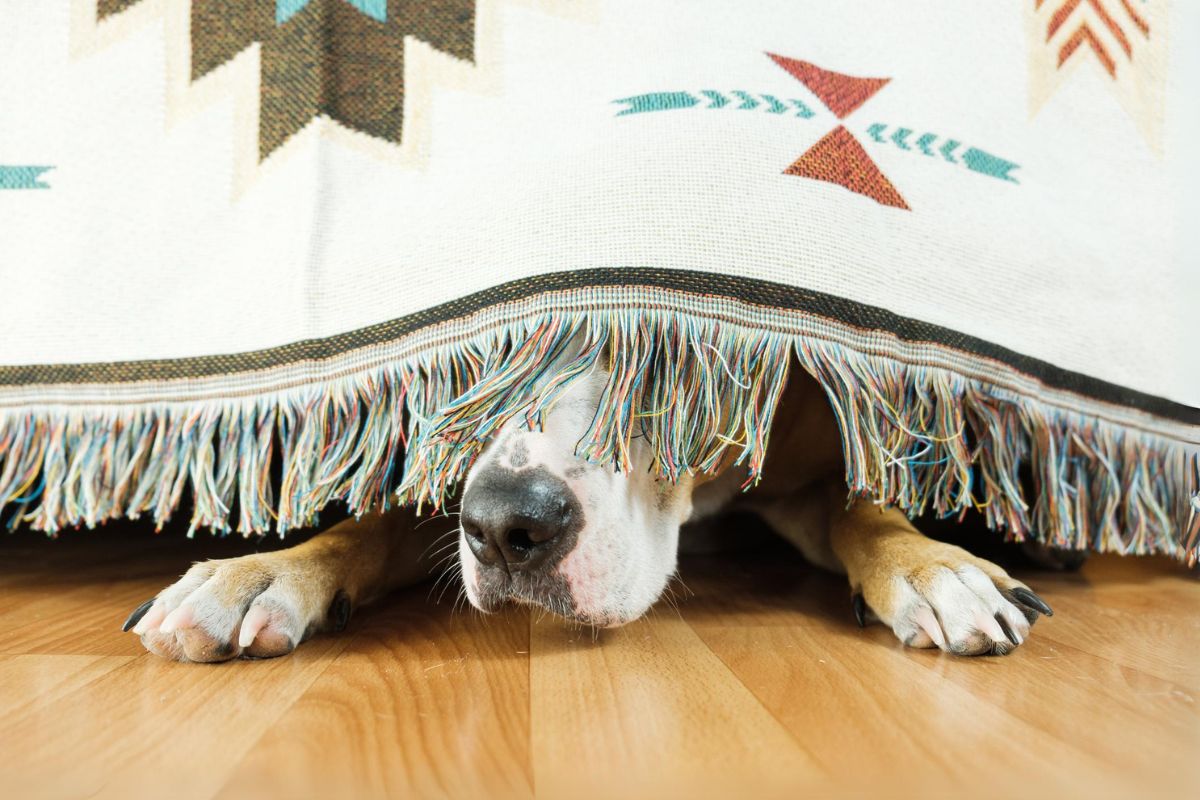 Dog hiding under blanket